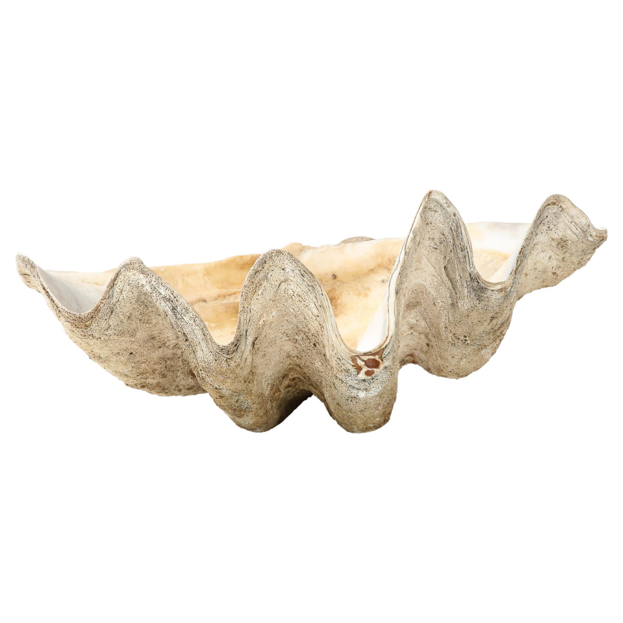 Exceptionally Large Antique 'Tridacna Gigas' 'Giant Clam' Shell, Pacific Ocean